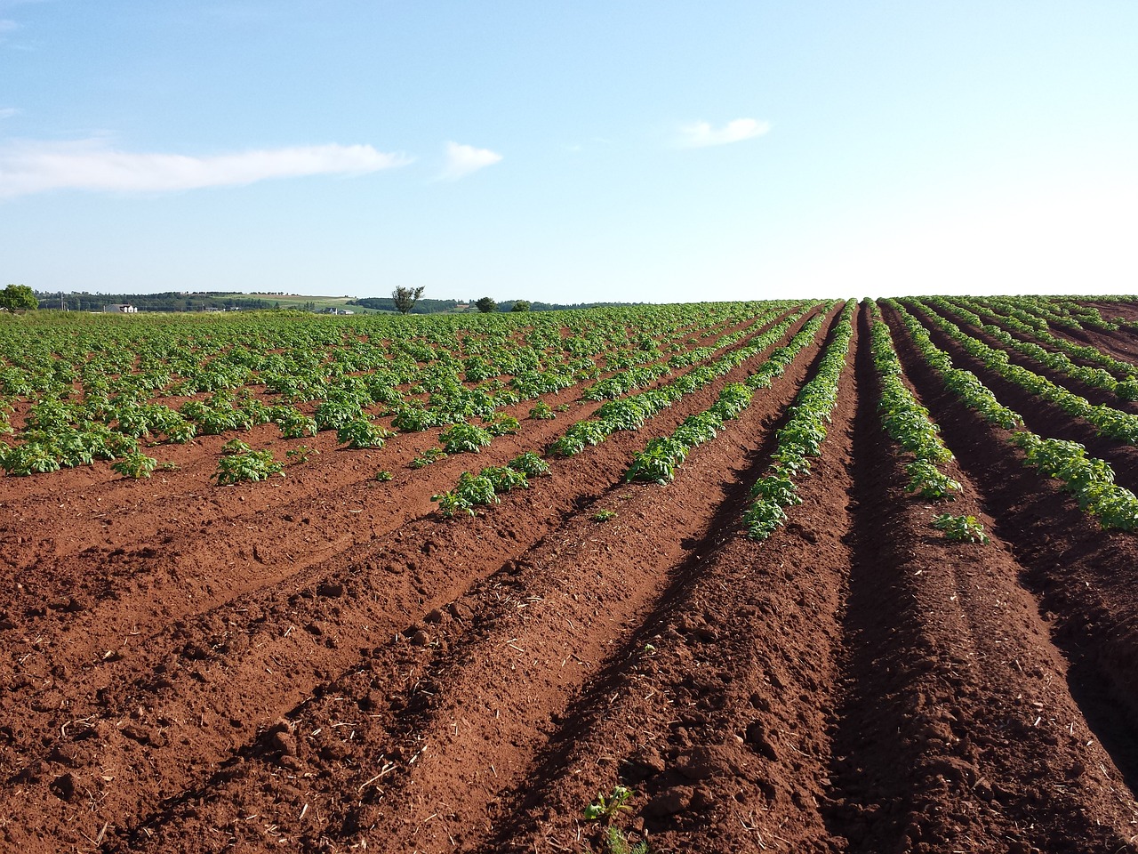 a field of potatoes